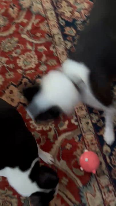 Enlarge Bucky, a Adopted Boston Terrier in Minneapolis, MN video 3/3