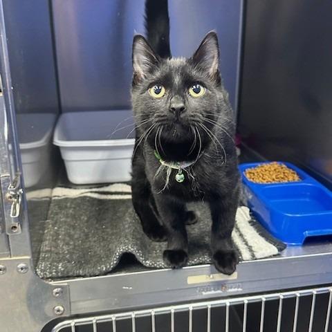 Brule, Adoptable, Kitten Male Domestic Short Hair.