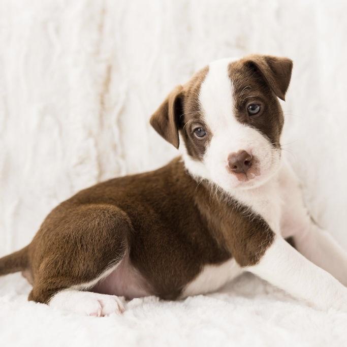 Enlarge Mars, a ADOPTABLE mixed breed in Prior Lake, MN image 2/6