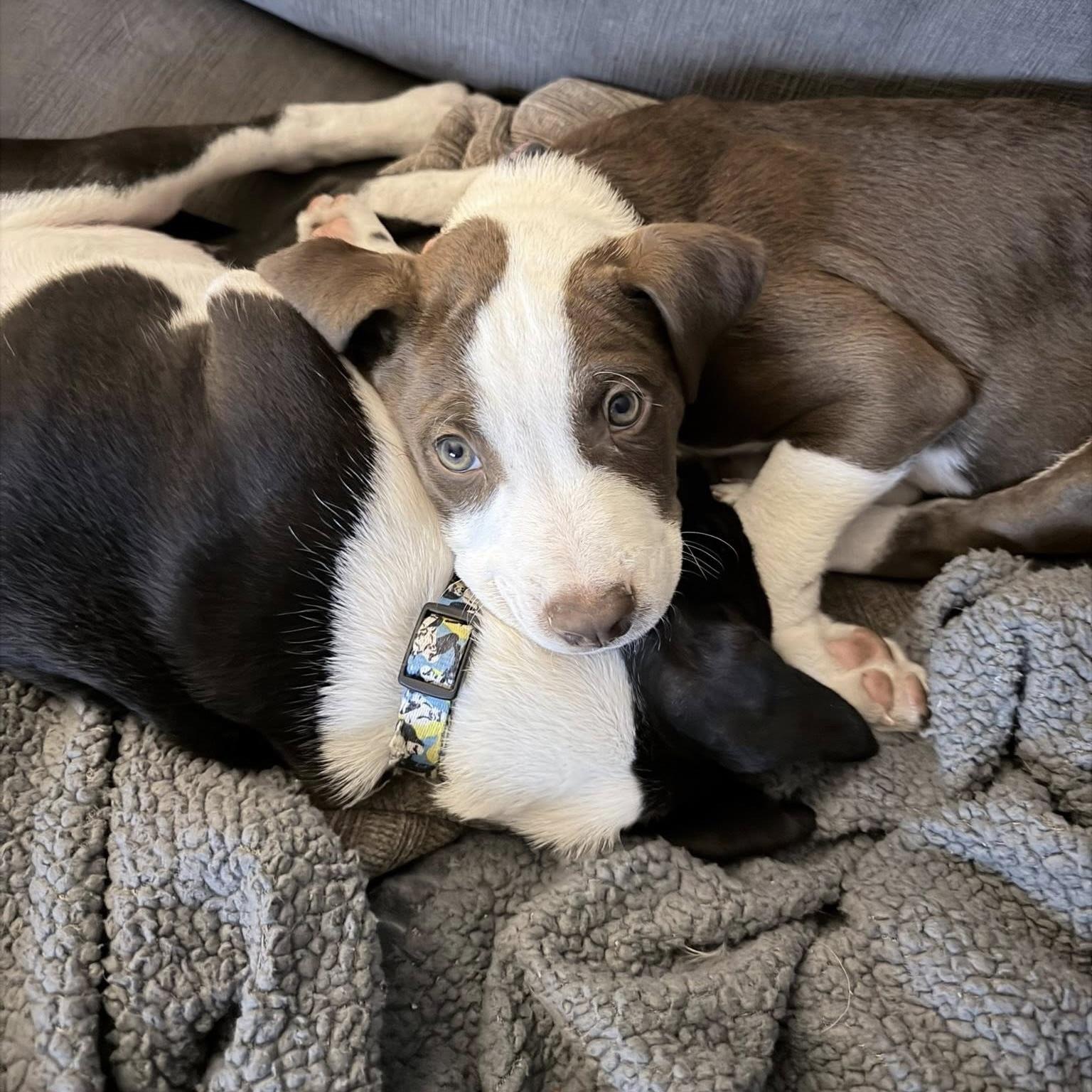 Enlarge Mars, a ADOPTABLE mixed breed in Prior Lake, MN image 3/6