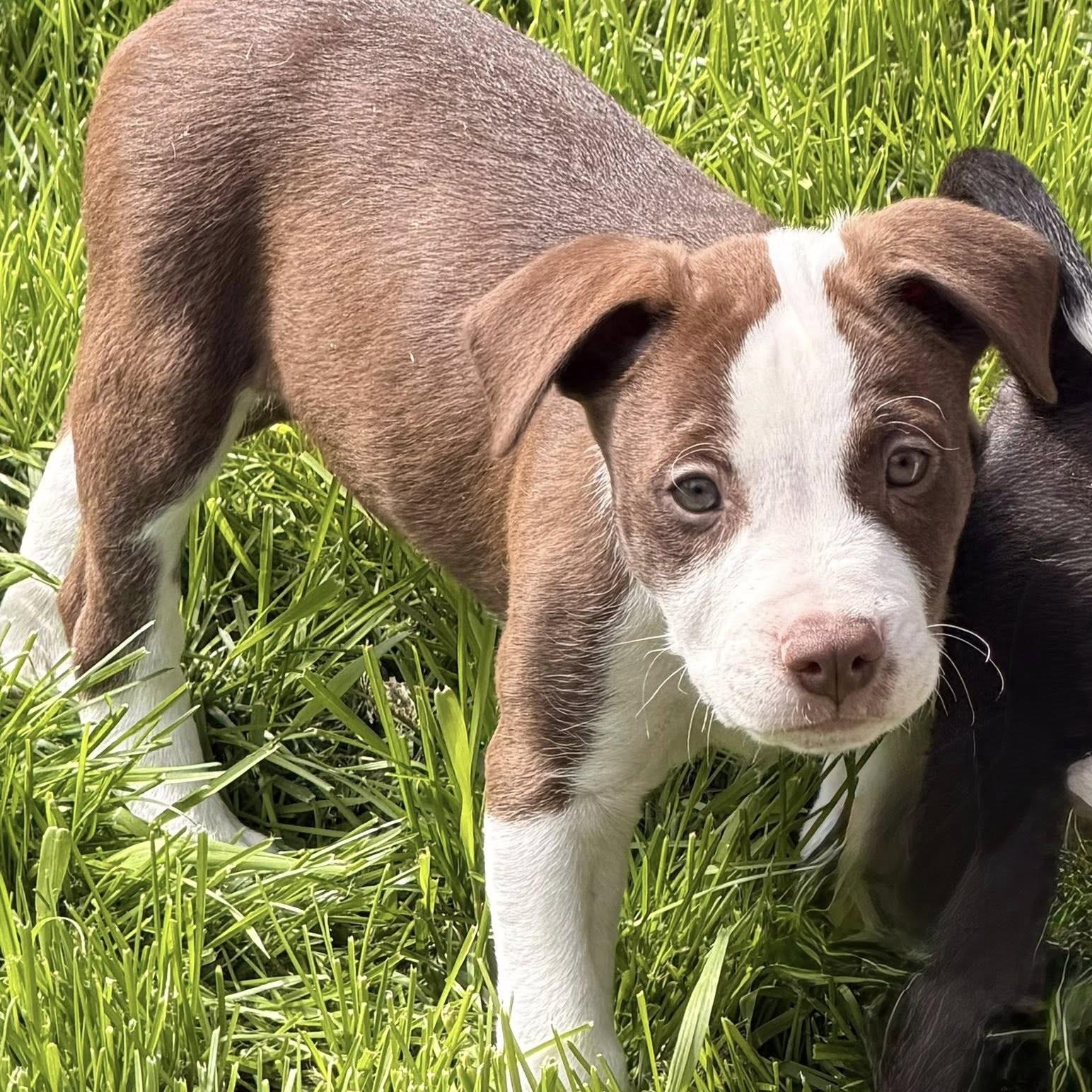 Enlarge Mars, a ADOPTABLE mixed breed in Prior Lake, MN image 5/6