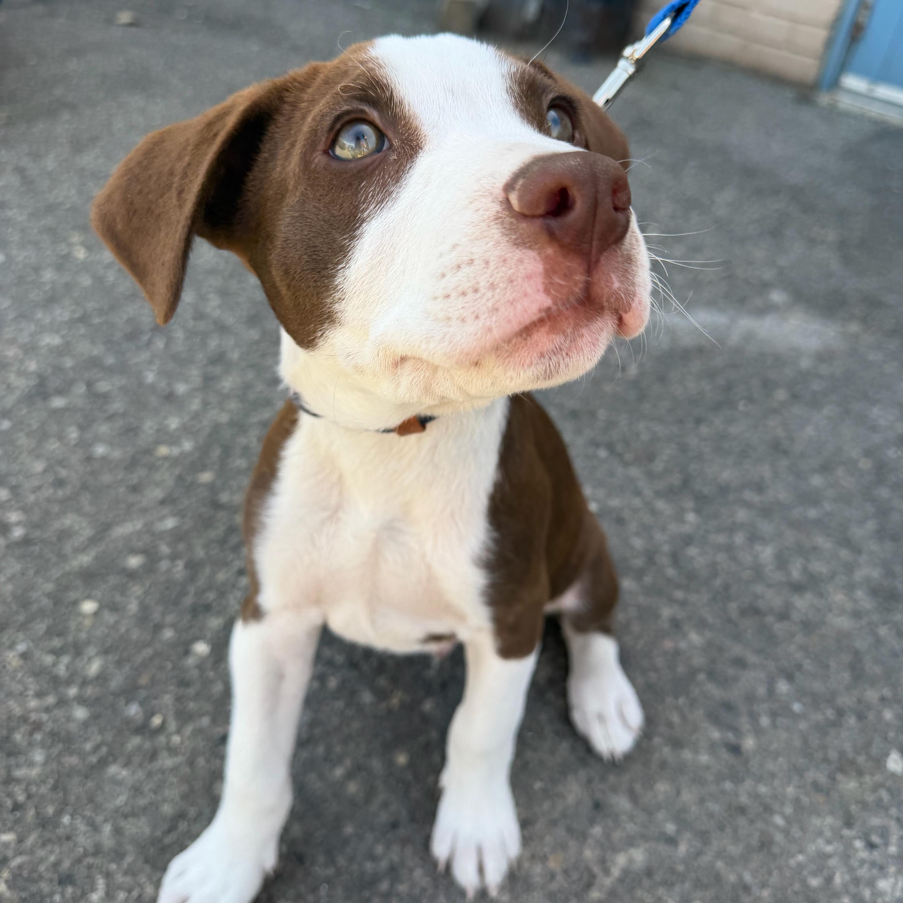 Enlarge Mars, a ADOPTABLE mixed breed in Prior Lake, MN image 1/6