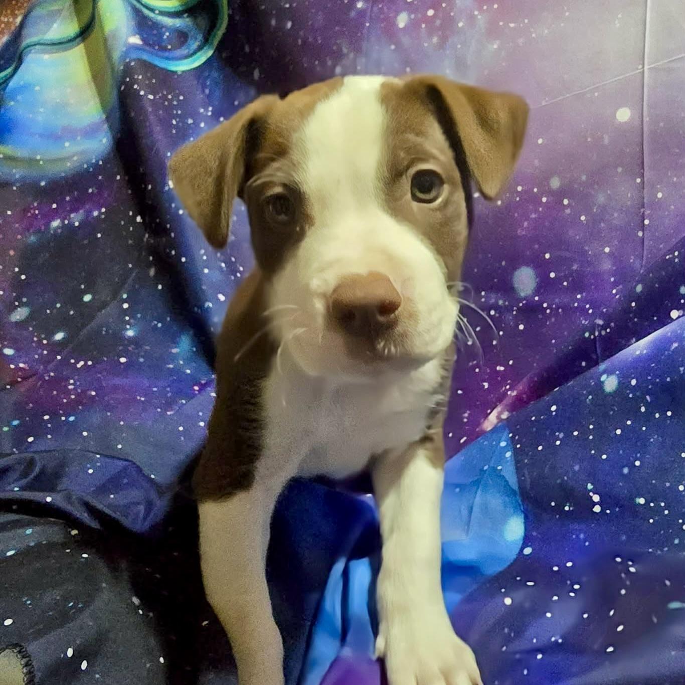 Enlarge Mars, a ADOPTABLE mixed breed in Prior Lake, MN image 3/6