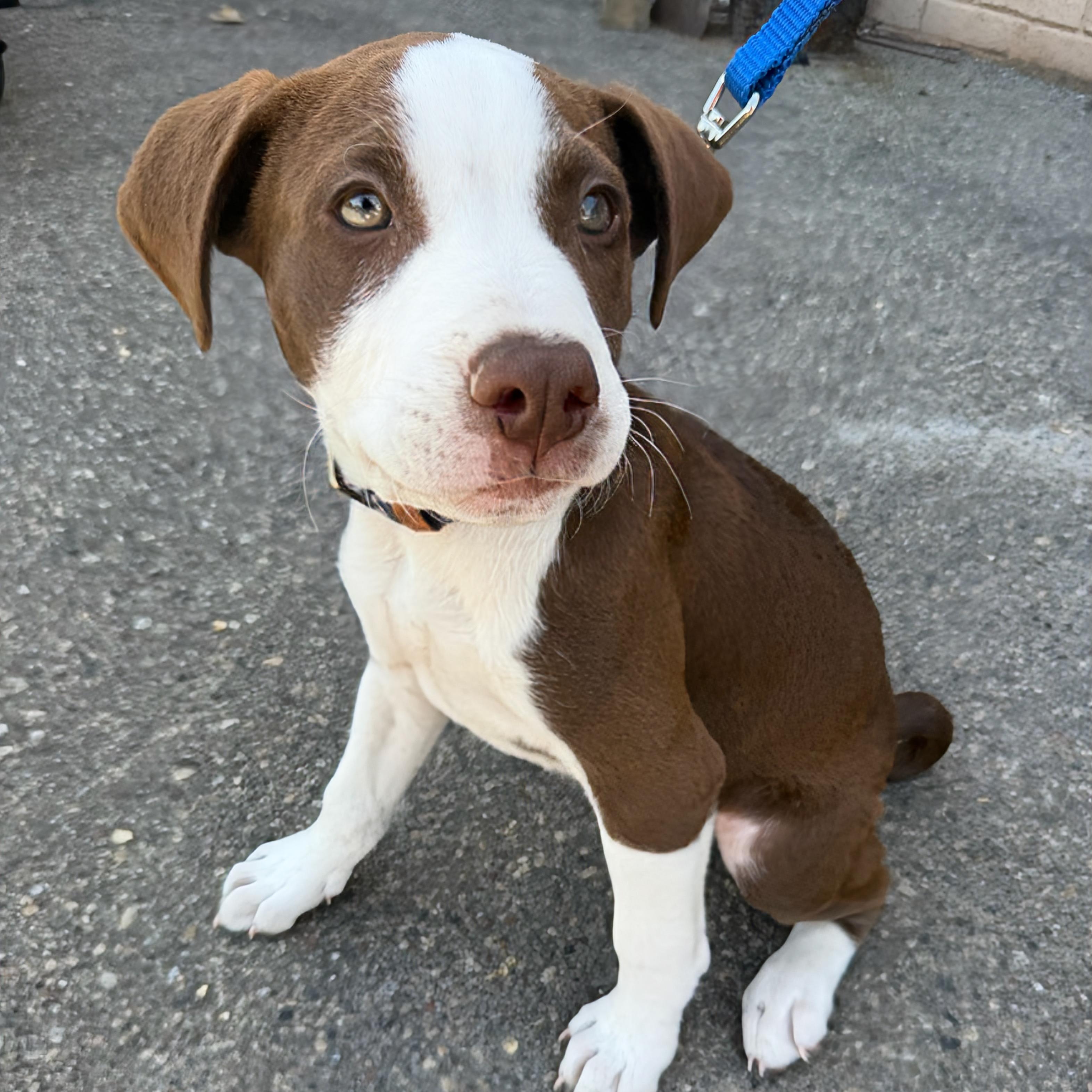 Enlarge Mars, a ADOPTABLE mixed breed in Prior Lake, MN image 2/6