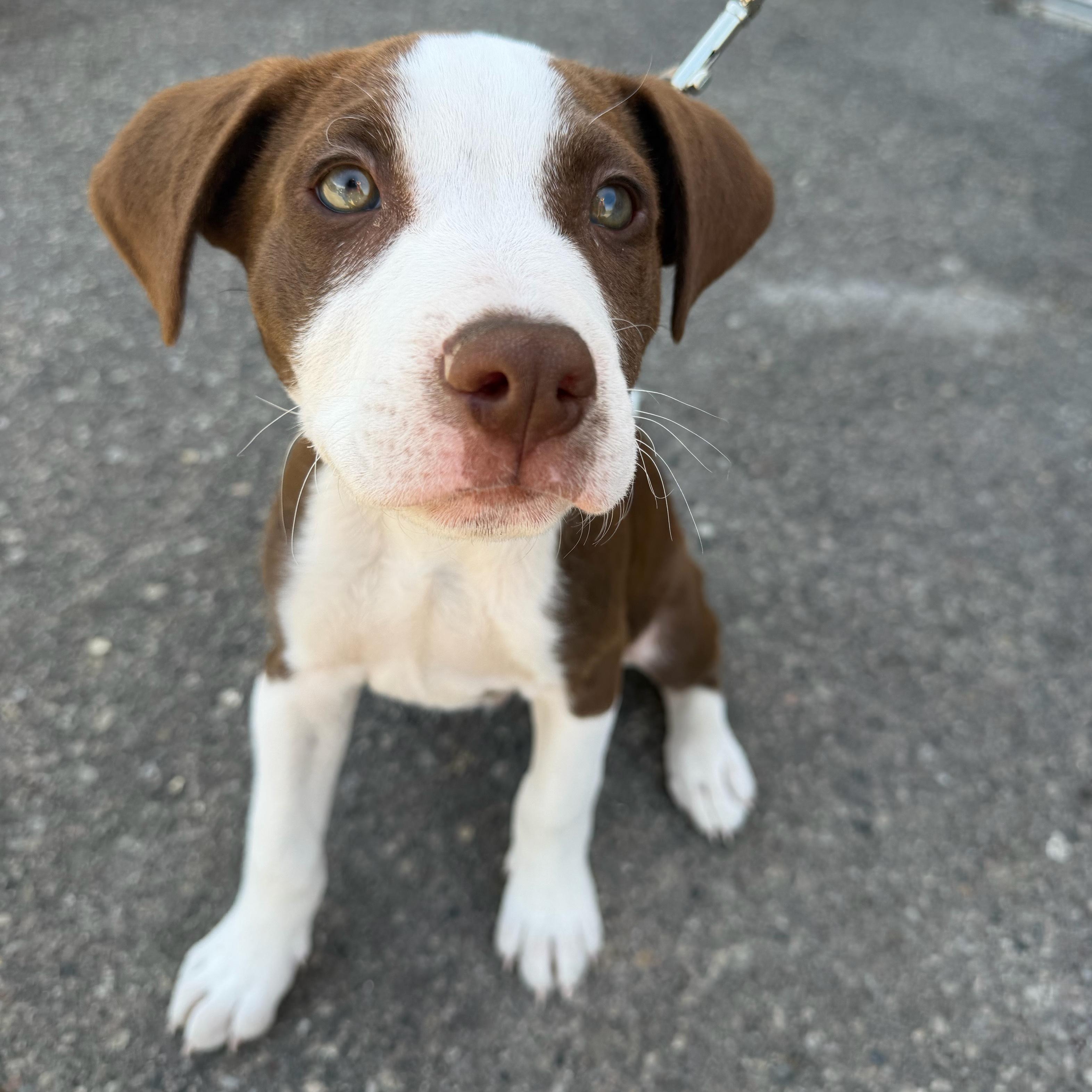 Enlarge Mars, a ADOPTABLE mixed breed in Prior Lake, MN image 4/6