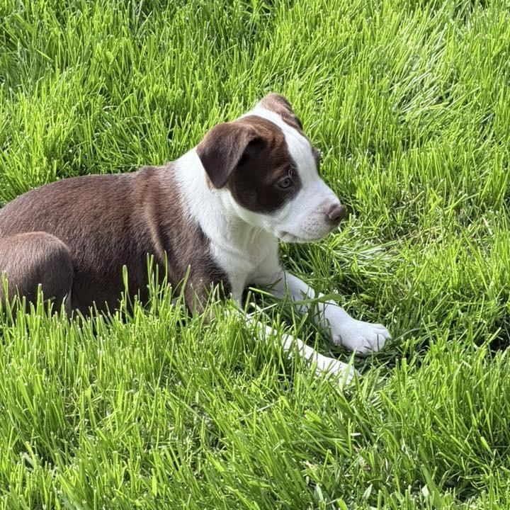 Enlarge Mars, a ADOPTABLE mixed breed in Prior Lake, MN image 6/6