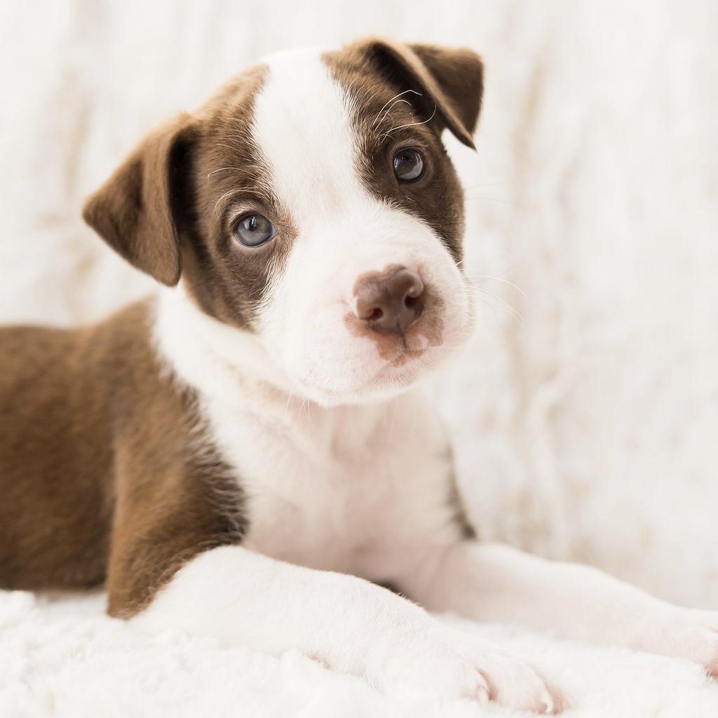 Mars, ADOPTABLE, Puppy Male Terrier.