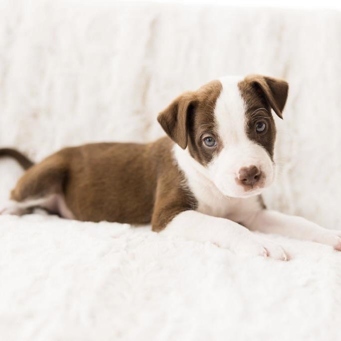 Enlarge Mars, a ADOPTABLE mixed breed in Prior Lake, MN image 4/6