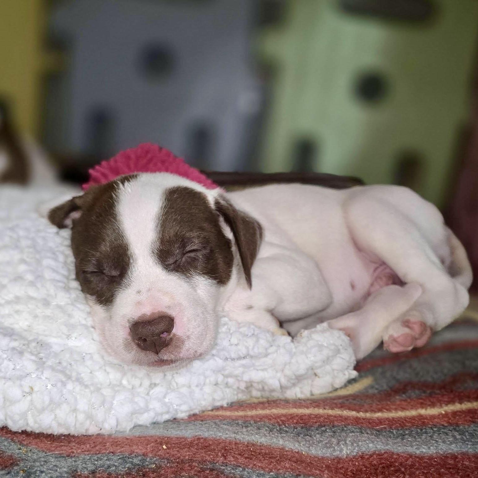 Enlarge Mars, a ADOPTABLE mixed breed in Prior Lake, MN image 6/6