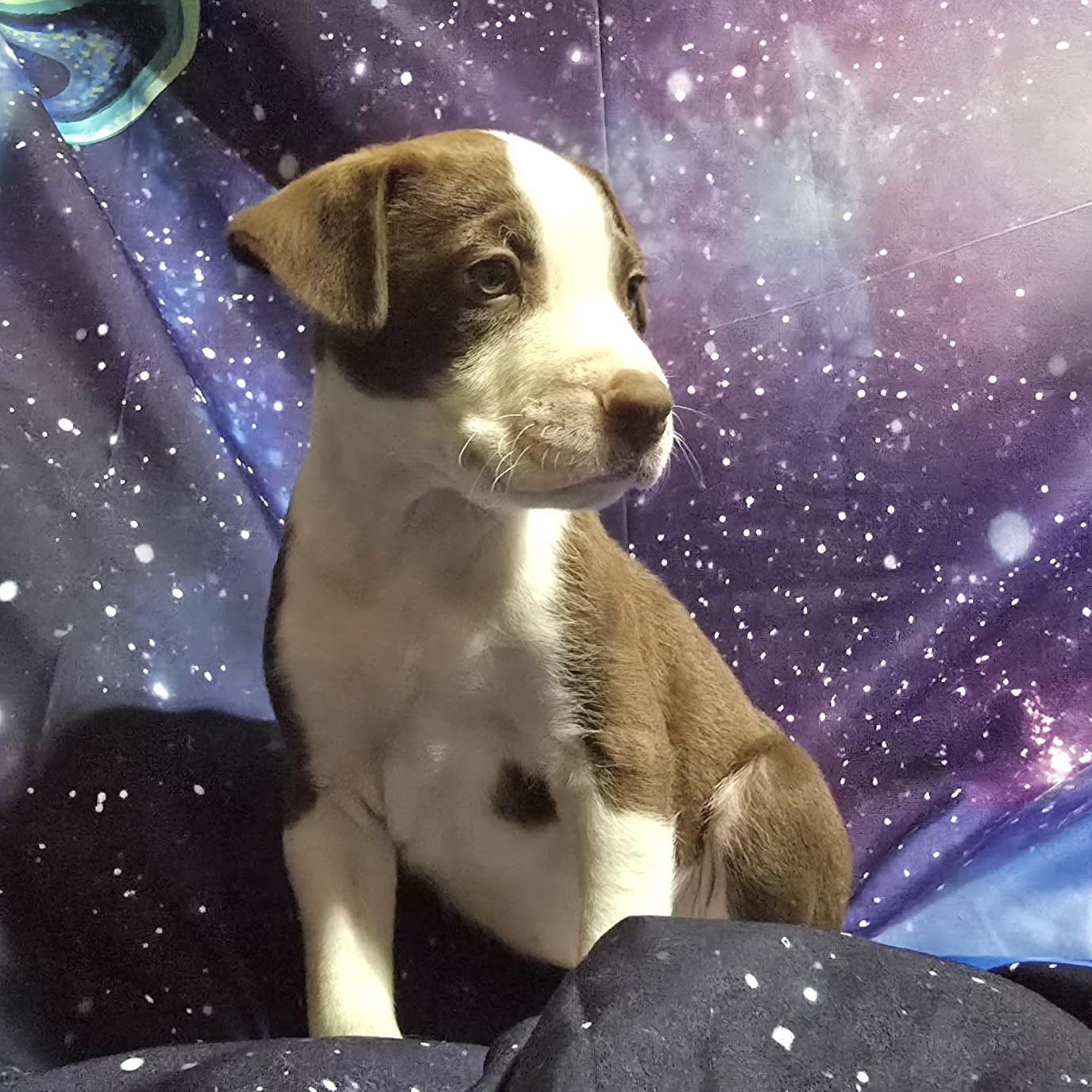 Enlarge Mars, a ADOPTABLE mixed breed in Prior Lake, MN image 5/6