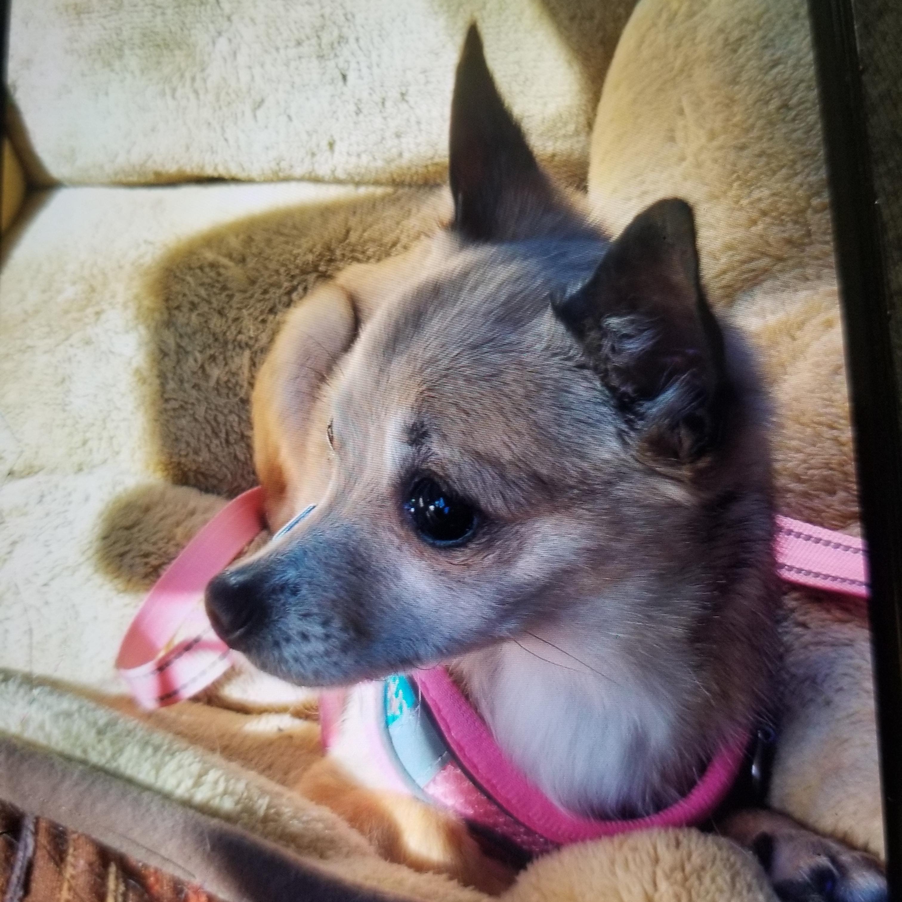Daisy, Adoptable, Young Female Chihuahua.