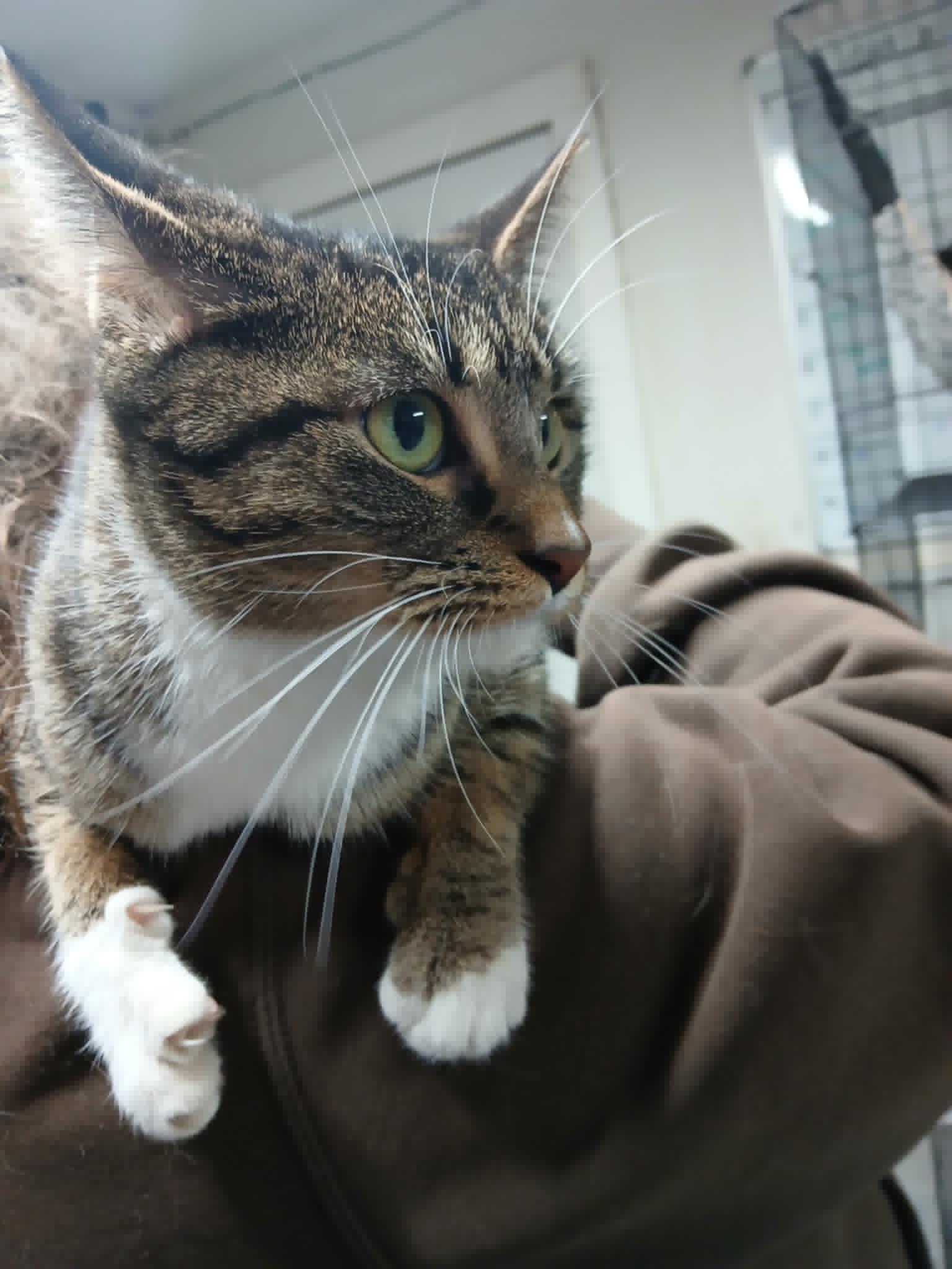 Enlarge Samantha, a Adoptable Domestic Short Hair in Princeton, IN image 2/2