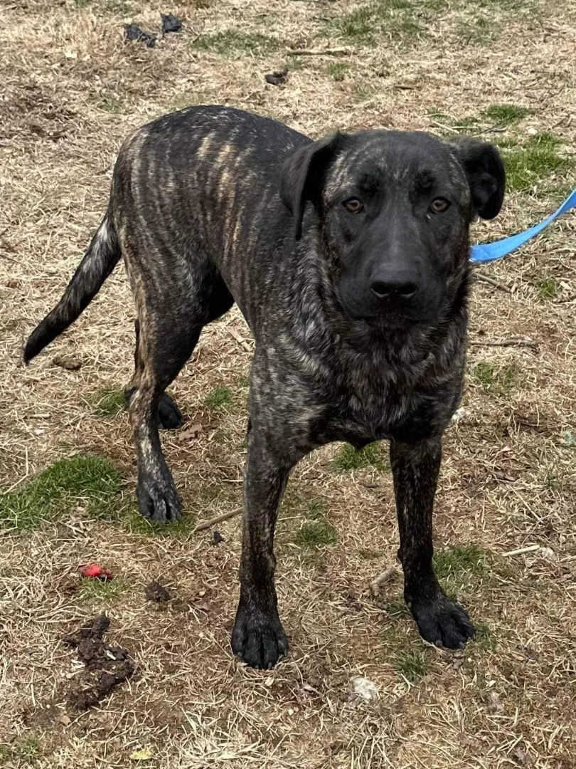 Enlarge Acera, a Adoptable mixed breed in Old Westbury, NY image 1/23