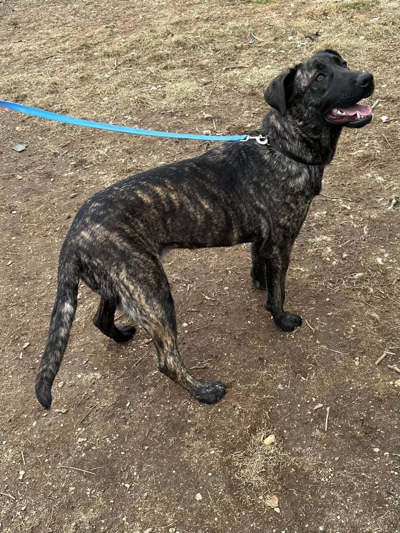 Enlarge Acera, a Adoptable mixed breed in Old Westbury, NY image 3/23