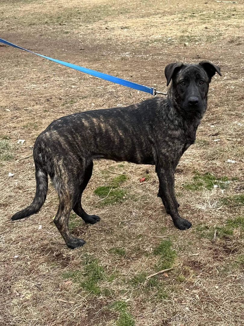 Enlarge Acera, a Adoptable mixed breed in Old Westbury, NY image 4/23