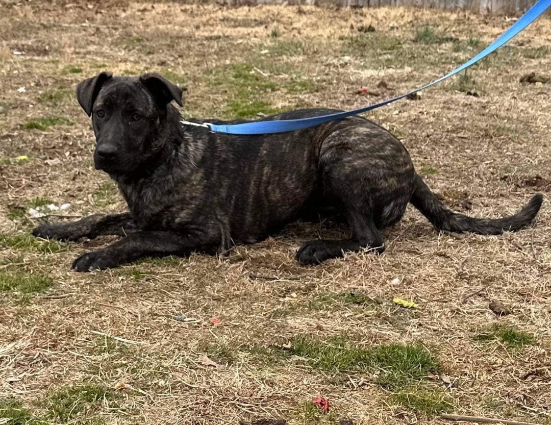 Enlarge Acera, a Adoptable mixed breed in Old Westbury, NY image 6/23