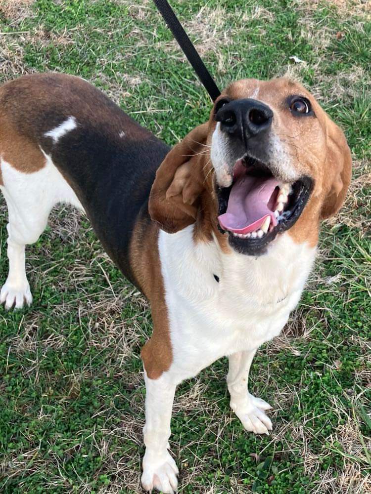 Enlarge Spencer, a Adopted Coonhound in Prospect, KY image 1/2