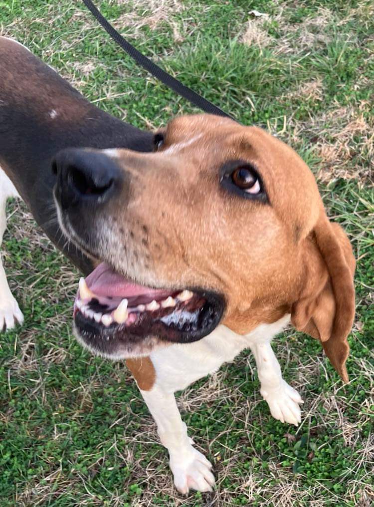 Enlarge Spencer, a Adopted Coonhound in Prospect, KY image 2/2