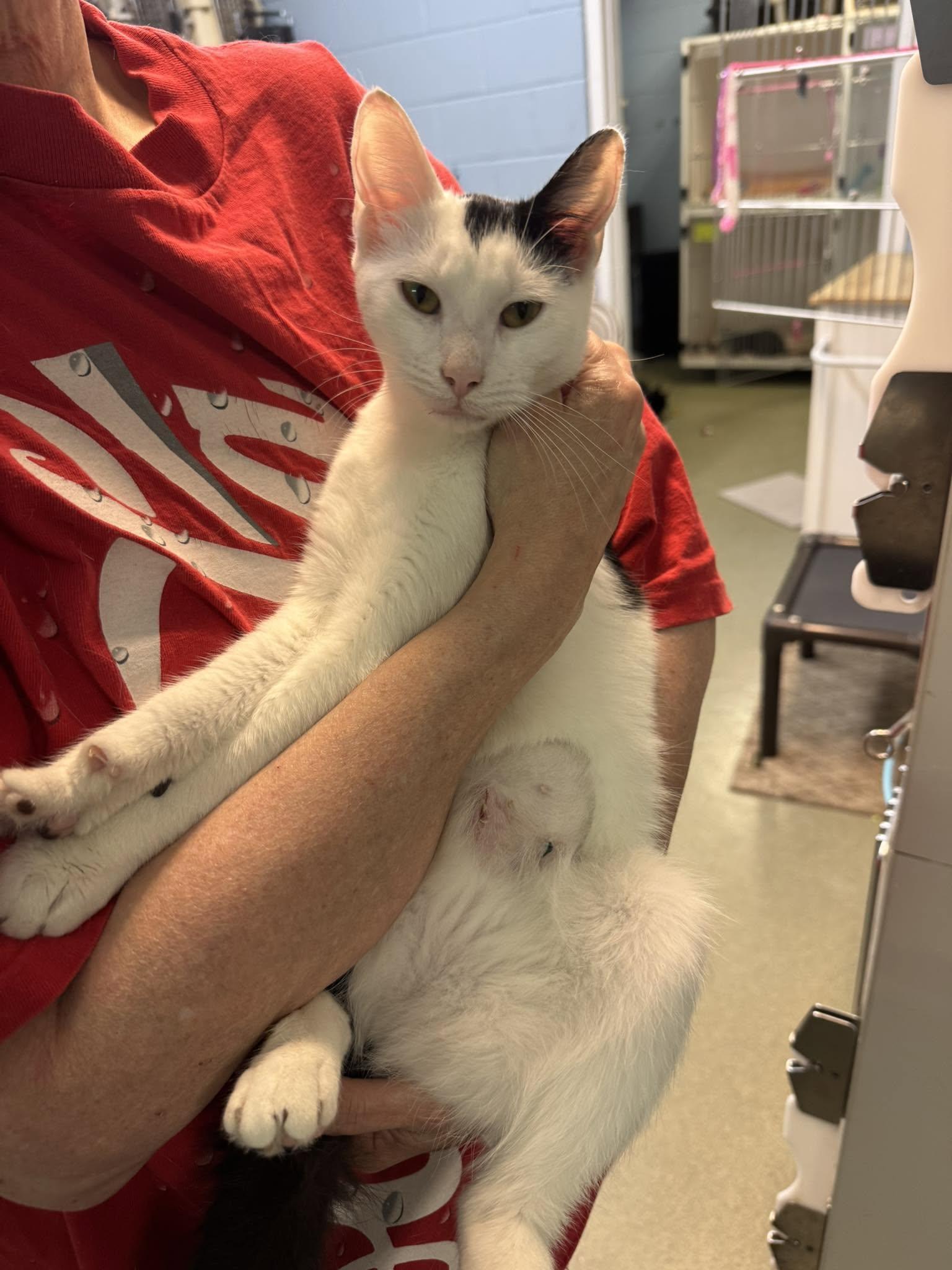 Elsie-Moo, a ADOPTABLE Domestic Short Hair in Bloomfield, NJ image 2/6