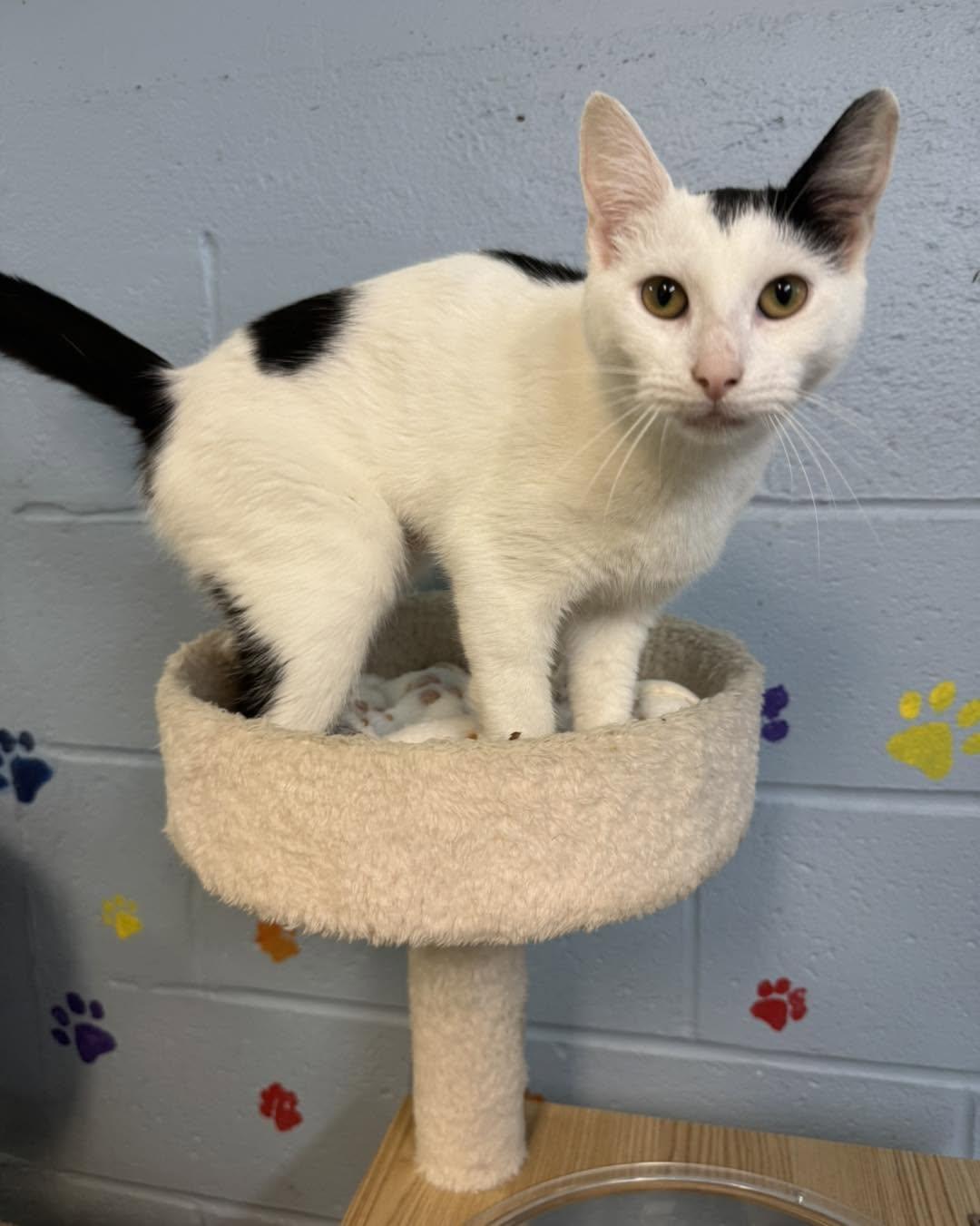 Elsie-Moo, ADOPTABLE, Young Female Domestic Short Hair.