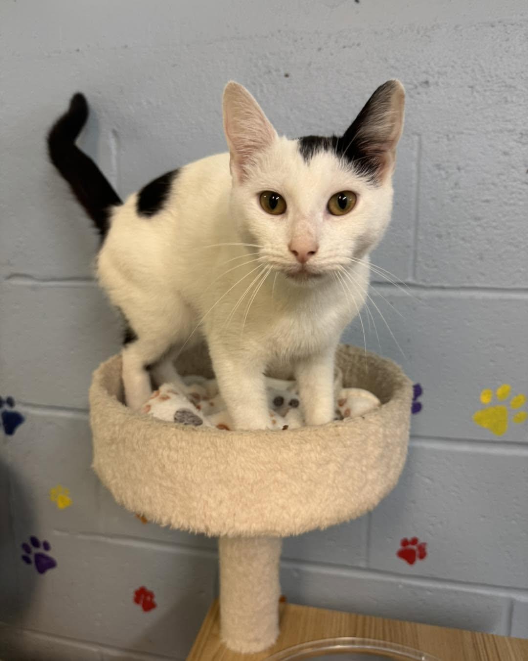Elsie-Moo, a ADOPTABLE Domestic Short Hair in Bloomfield, NJ image 6/6