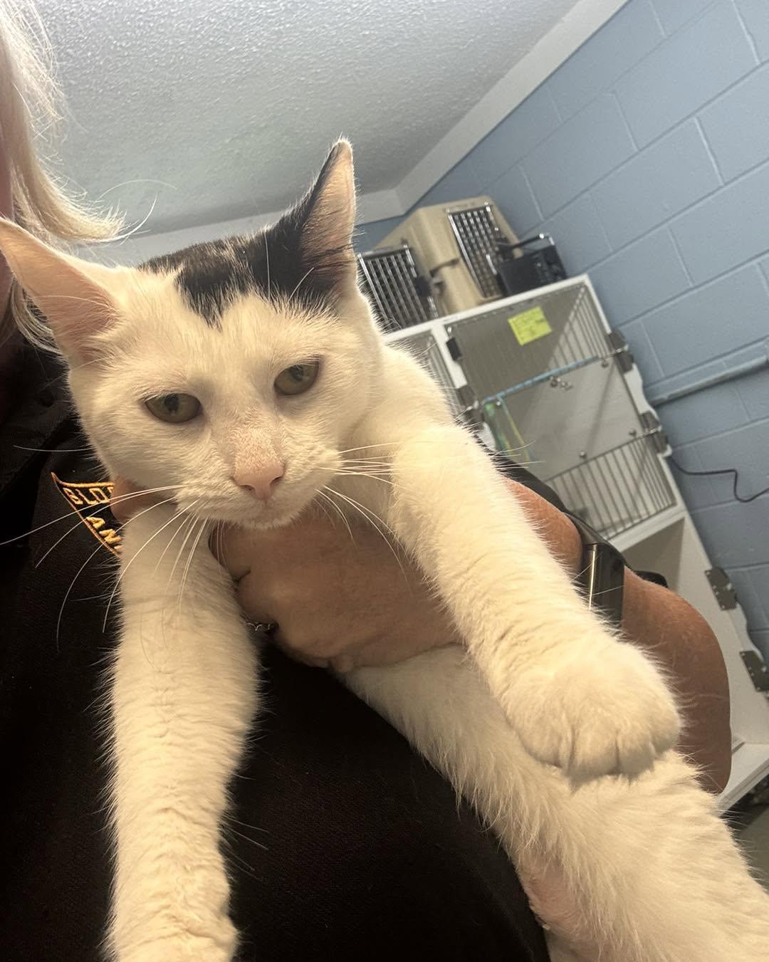 Elsie-Moo, a ADOPTABLE Domestic Short Hair in Bloomfield, NJ image 4/6