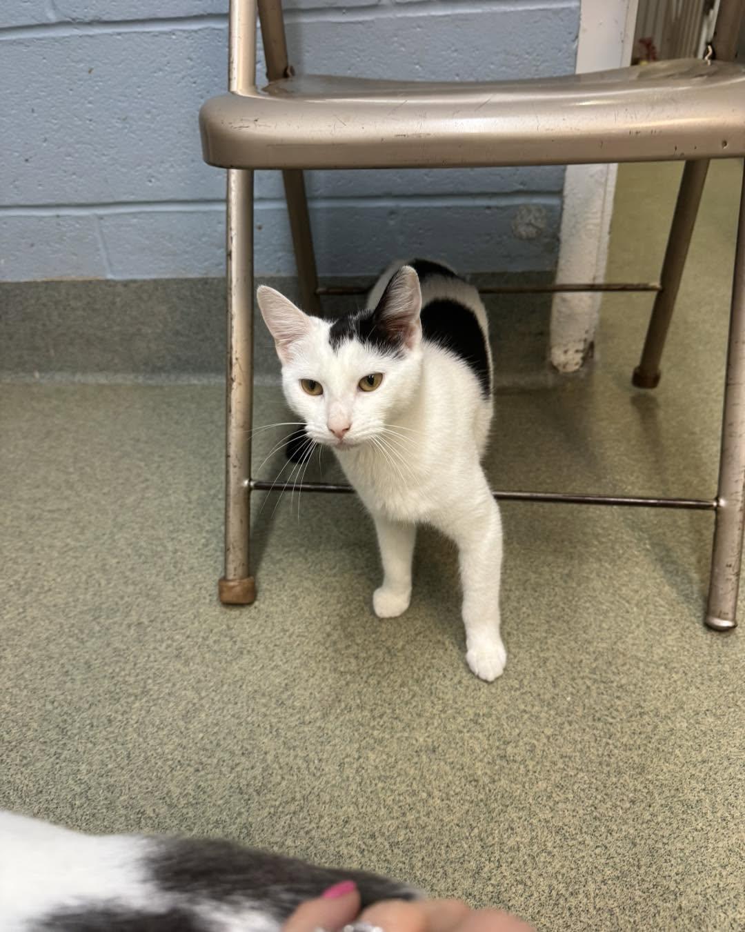 Elsie-Moo, a ADOPTABLE Domestic Short Hair in Bloomfield, NJ image 5/6