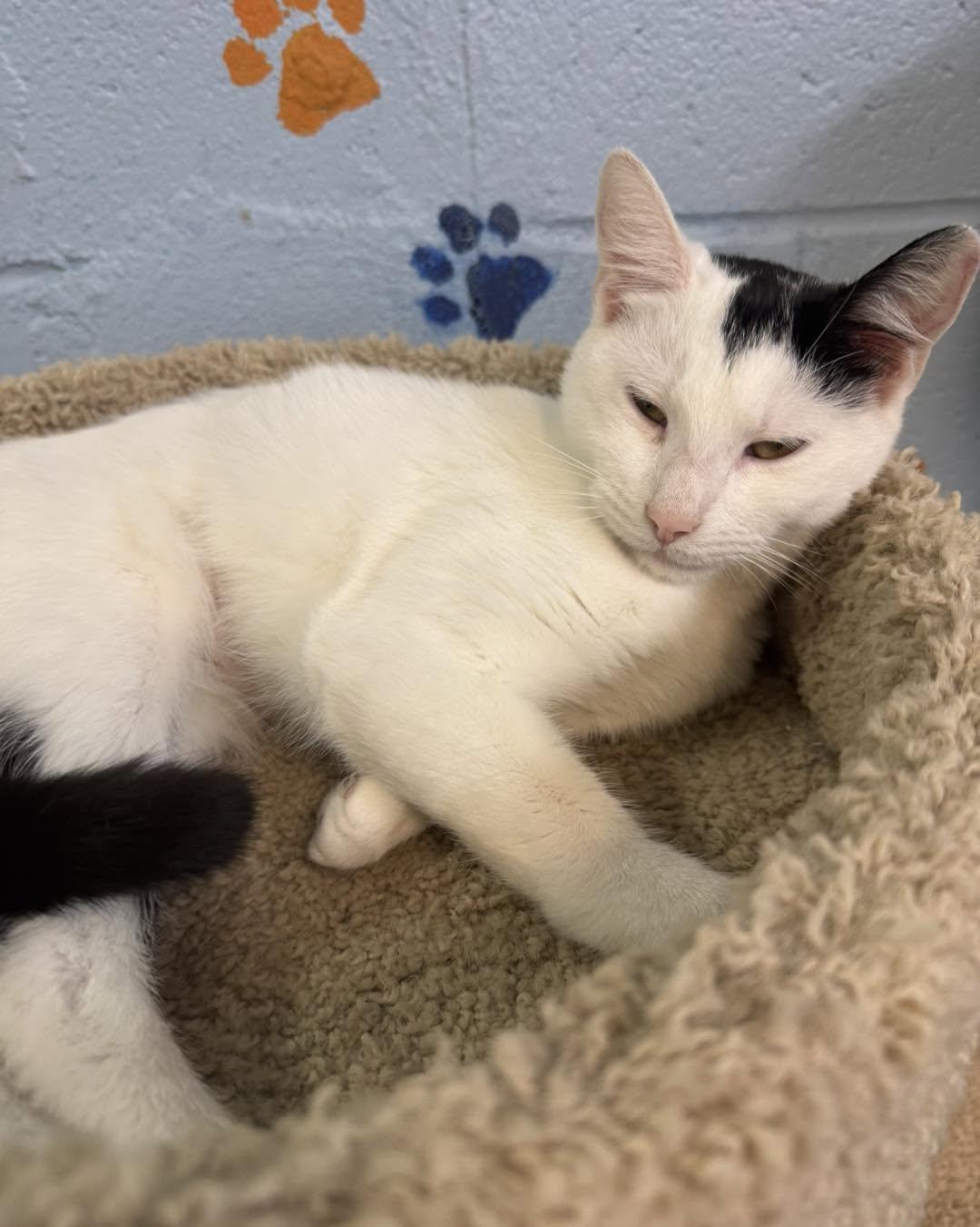 Elsie-Moo, a ADOPTABLE Domestic Short Hair in Bloomfield, NJ image 3/6