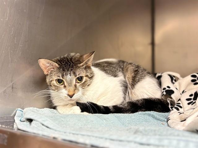 Enlarge LADY, a Adoptable Domestic Short Hair in Fort Wayne, IN image 1/1