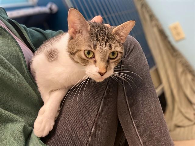 LADY, Adoptable, Young Female Domestic Short Hair.