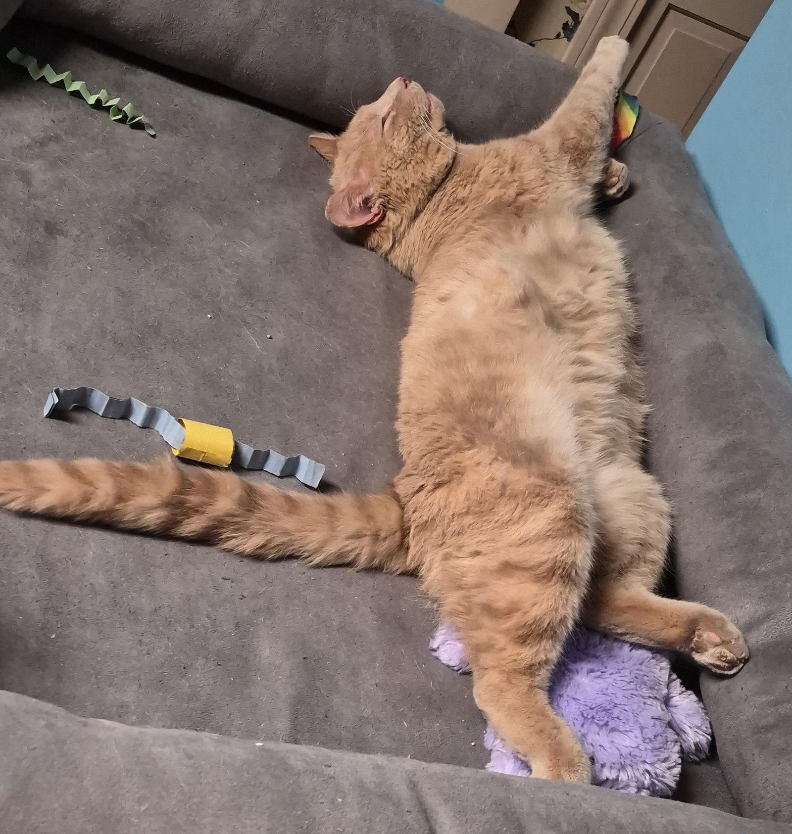 Buddy, Adoptable, Adult Male Domestic Short Hair.