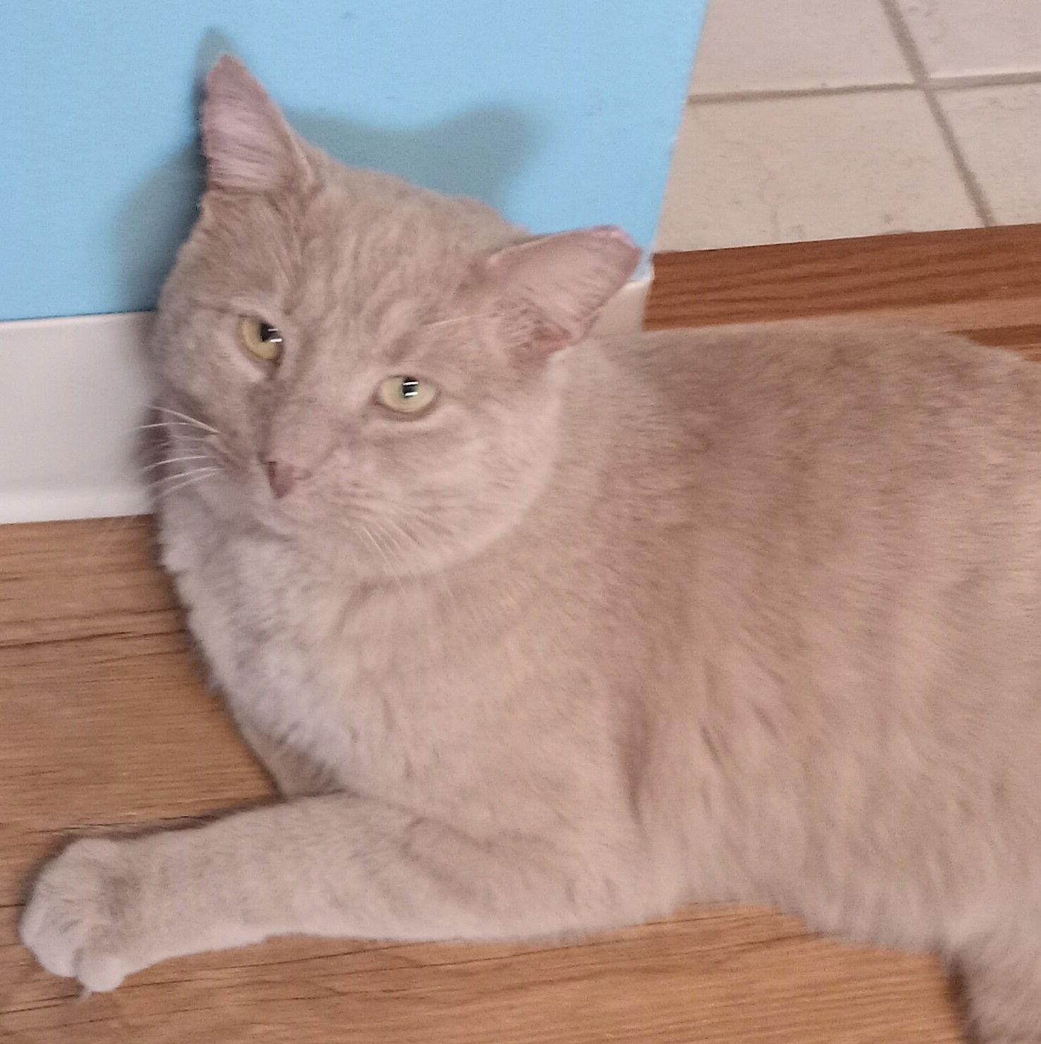 Buddy, Adoptable, Adult Male Domestic Short Hair.