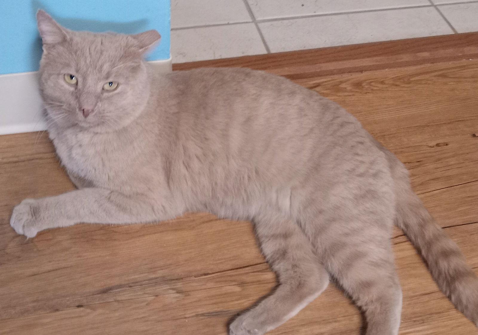 Enlarge Buddy, a Adoptable Domestic Short Hair in Brook Park, OH image 2/3