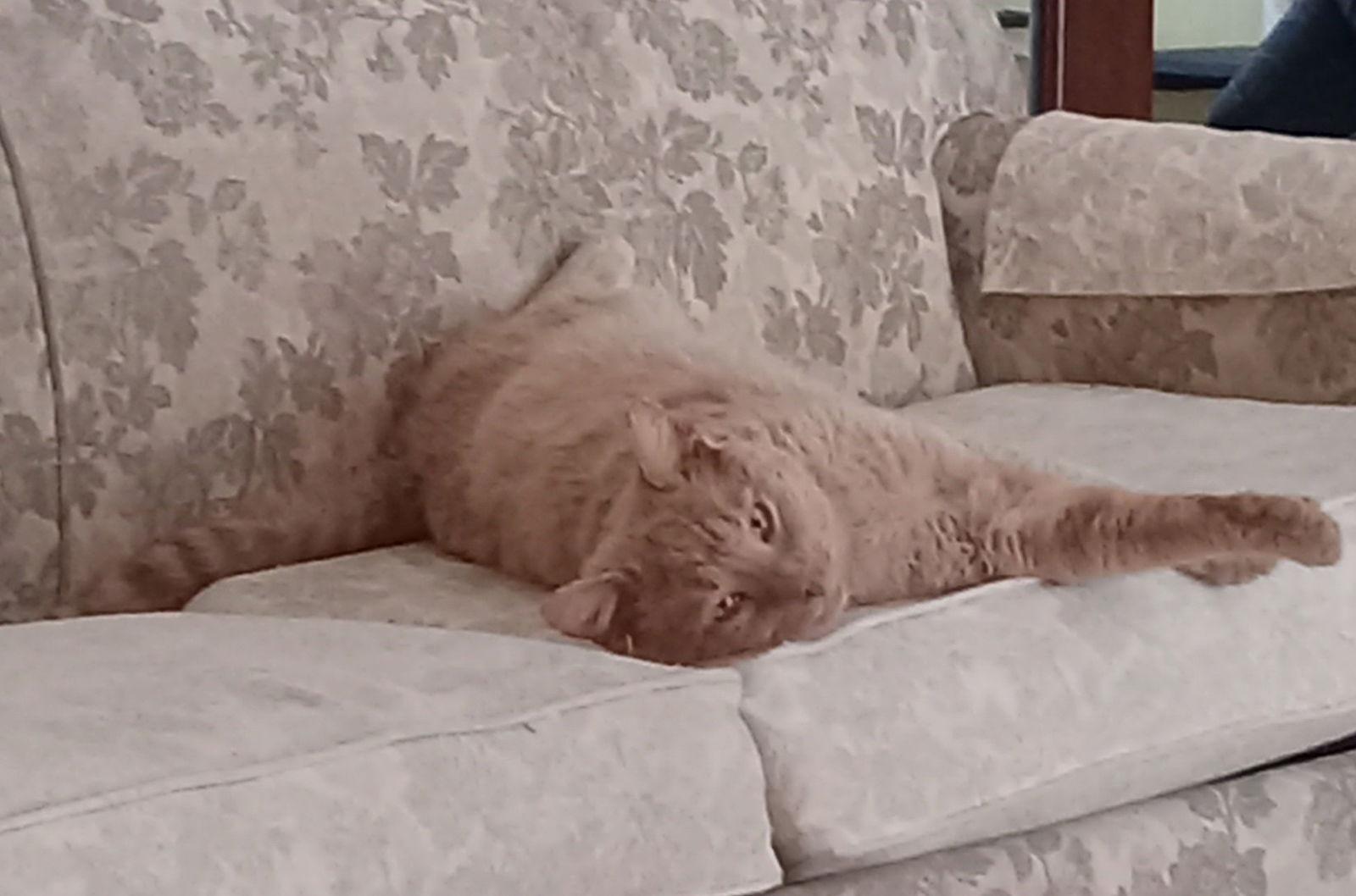 Enlarge Buddy, a Adoptable Domestic Short Hair in Brook Park, OH image 3/3