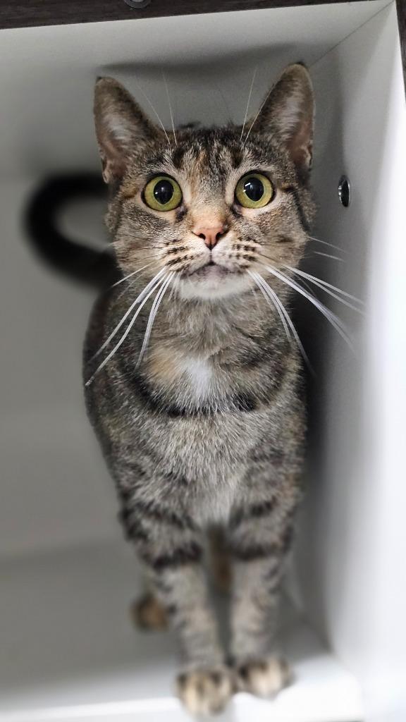 Brownie, Adoptable, Young Female Domestic Short Hair.