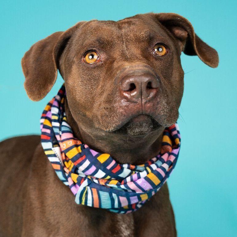 Enlarge Leah, a Adoptable mixed breed in Lubbock, TX image 6/6