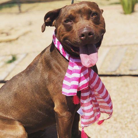 Enlarge Leah, a Adoptable mixed breed in Lubbock, TX image 5/6