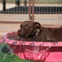 Enlarge Leah, a Adoptable mixed breed in Lubbock, TX image 2/6