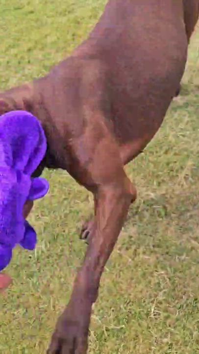 Enlarge Leah, a Adoptable mixed breed in Lubbock, TX video 3/6