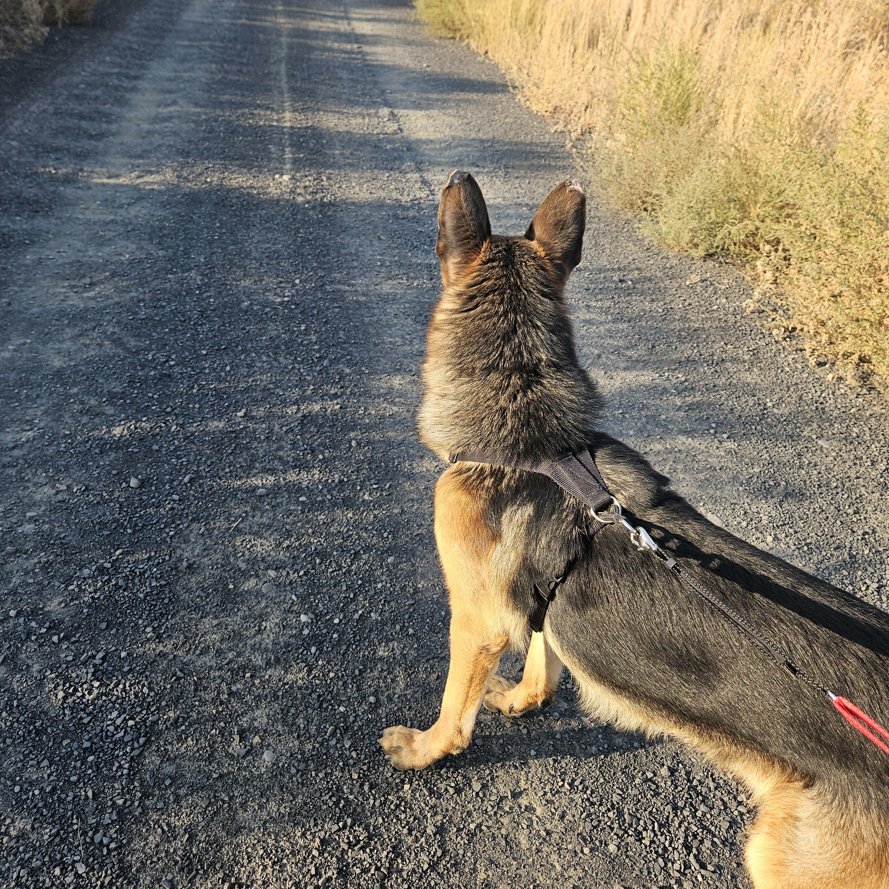 Rendy - Foster Needed for Handsome GSD!, a Adoptable German Shepherd Dog in Seattle, WA image 4/5