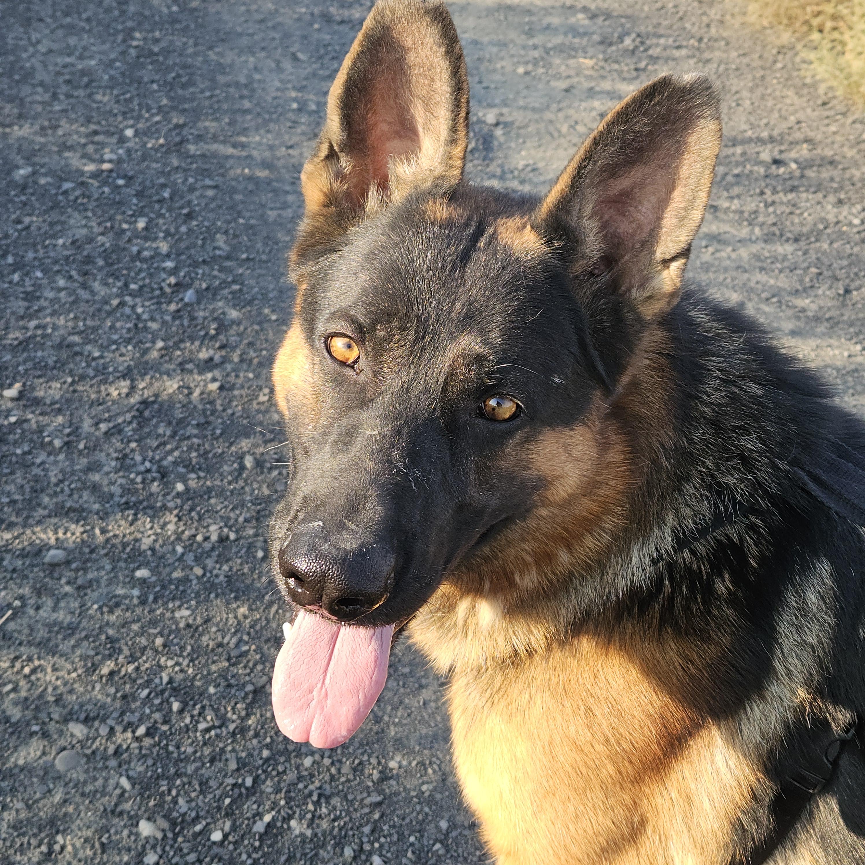 Rendy - Foster Needed for Handsome GSD!