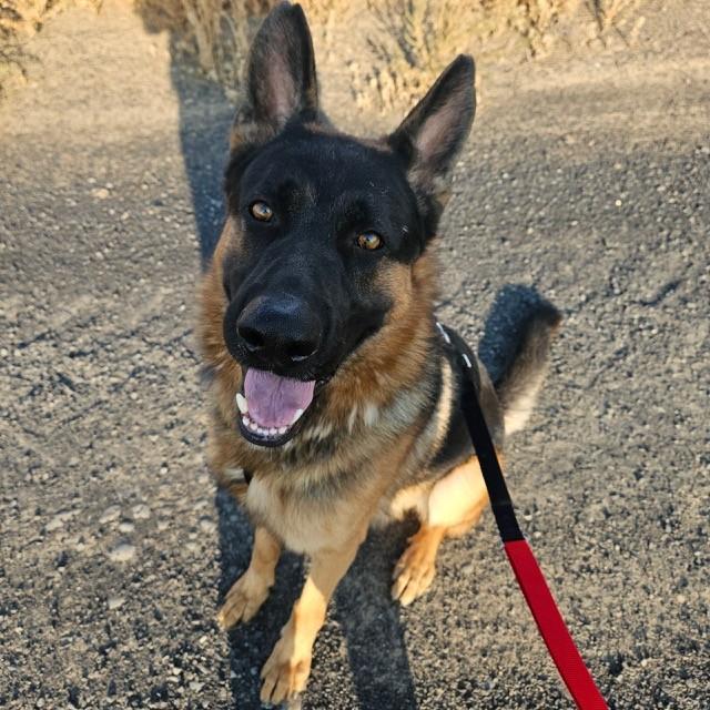 Rendy - Foster Needed for Handsome GSD!, a Adoptable German Shepherd Dog in Seattle, WA image 5/5
