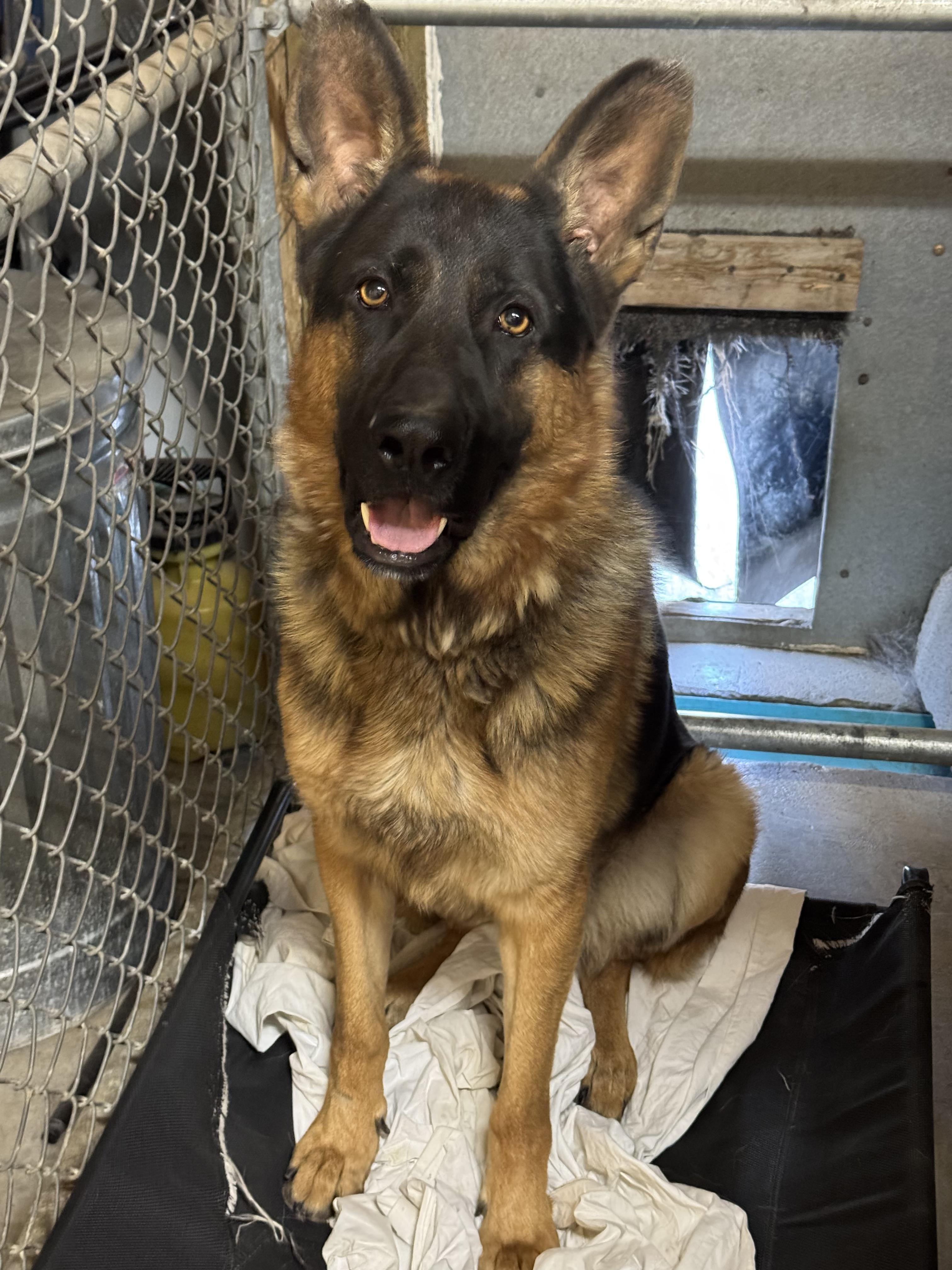Rendy - Foster Needed for Handsome GSD!