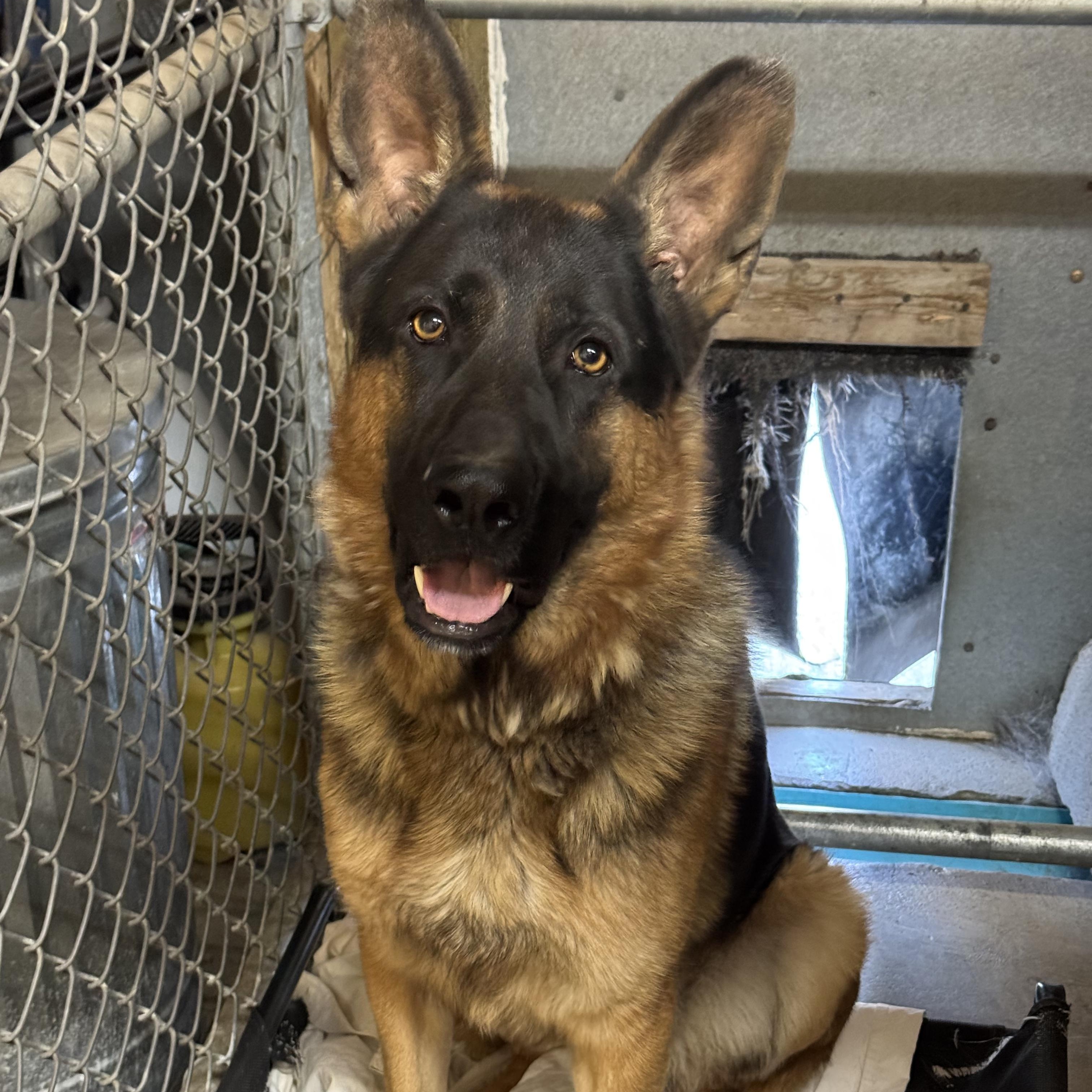 Rendy - Foster Needed for Handsome GSD!, a Adoptable German Shepherd Dog in Seattle, WA image 3/5