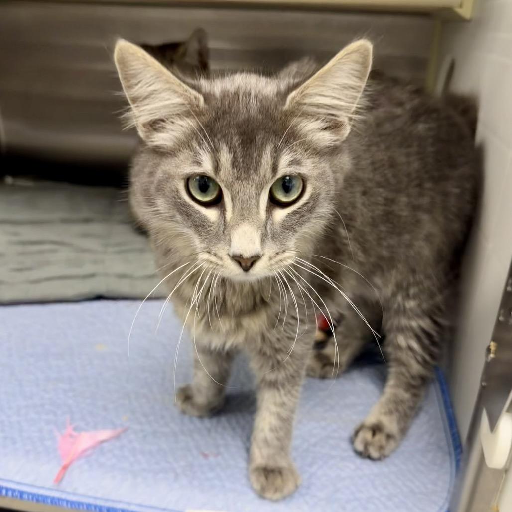 Enlarge Jay Halstead, a Adoptable Domestic Medium Hair in Winchester, TN image 2/2