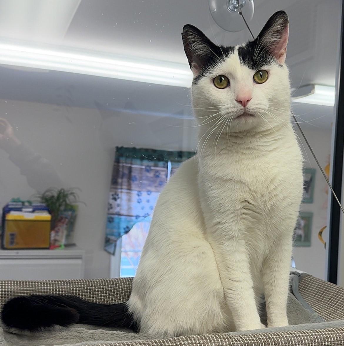 Enlarge Jimmy, a ADOPTABLE Domestic Short Hair in Kearneysville, WV image 1/2