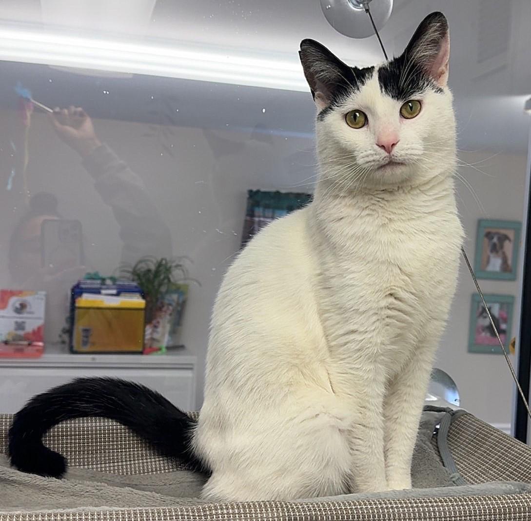 Enlarge Jimmy, a ADOPTABLE Domestic Short Hair in Kearneysville, WV image 2/2