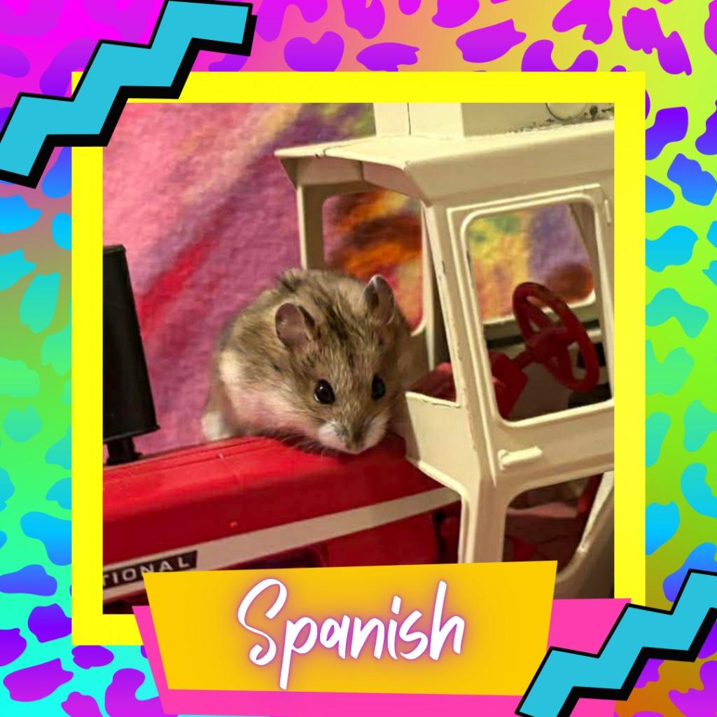 Spanish, Adoptable, Baby Female Hamster.
