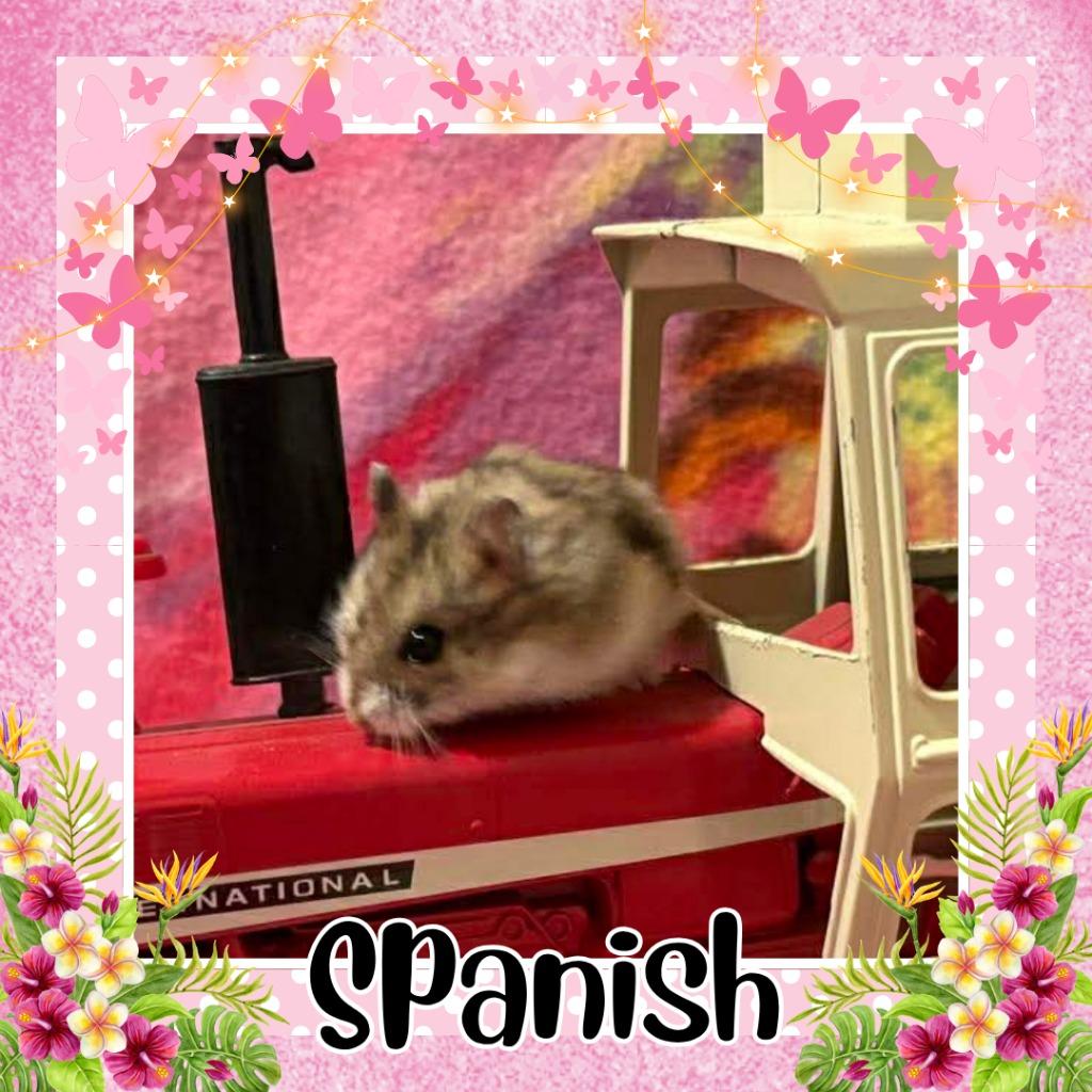 Enlarge Spanish, a Adoptable Hamster in Elizabethtown, KY image 2/2