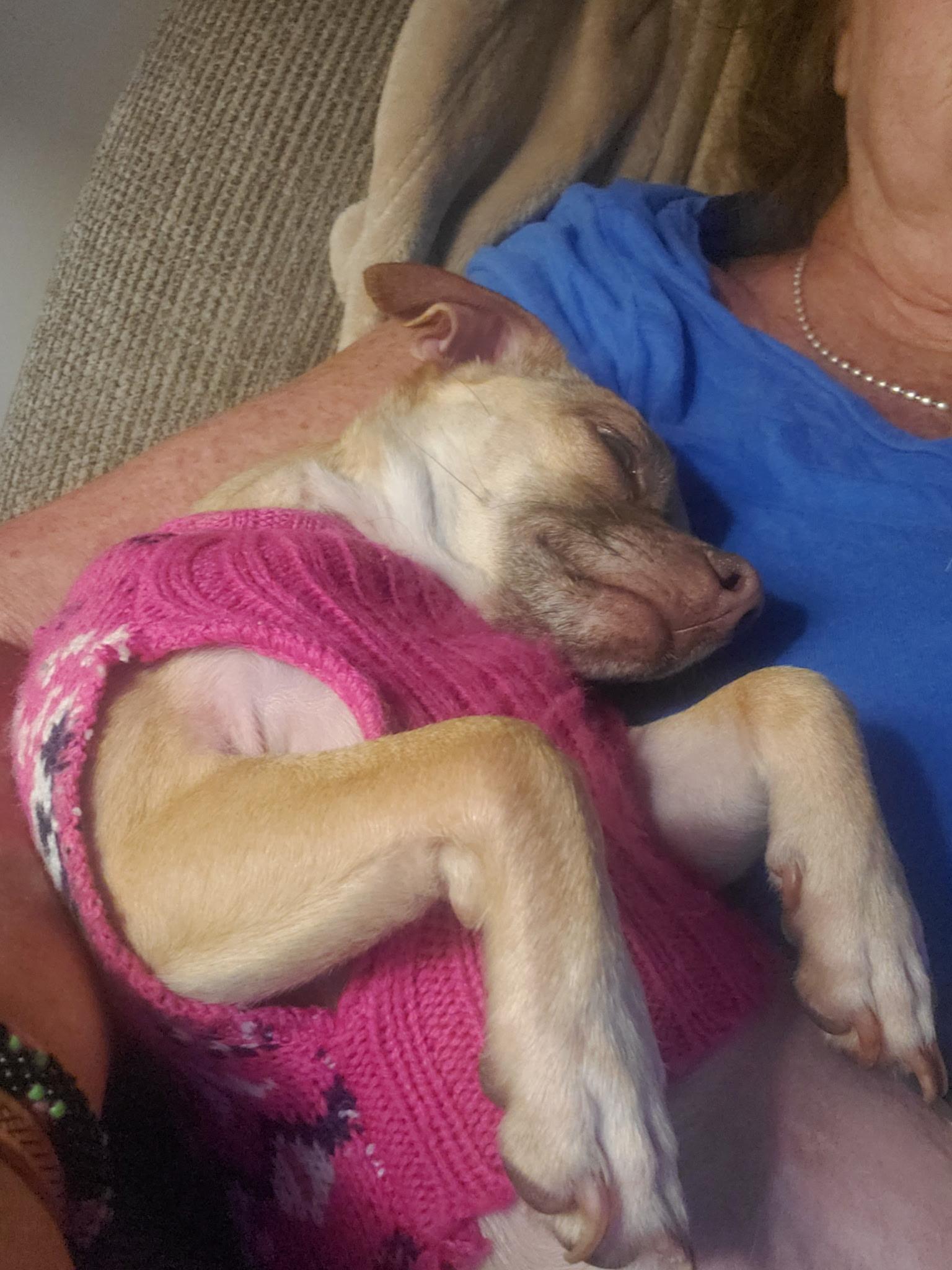 Enlarge Tiny, a Adoptable Chihuahua in North Chesterfield, VA image 3/3